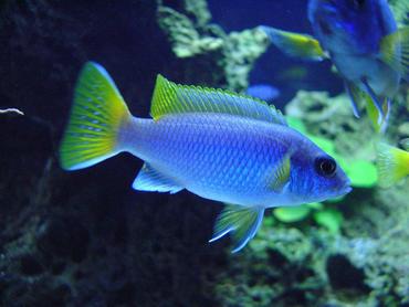 how to raise cichlid fry to maturity ratemyfishtank com
