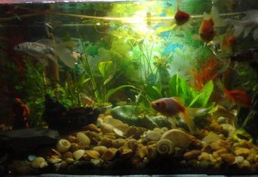Safety Tips for Freshwater Aquariums Safety Tips for Freshwater Aquariums
