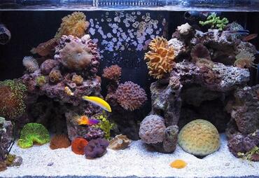 Types of Saltwater Tanks: Fish-Only, FOWLR and Reef Tanks Types of Saltwater Tanks: Fish-Only, FOWLR and Reef Tanks