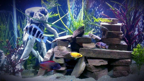 flat rock for fish tank