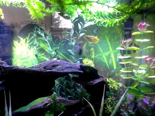 All About Tropical Fish Tanks 