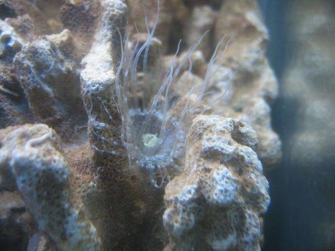 getting rid of aiptasia in your reef aquarium ratemyfishtank com
