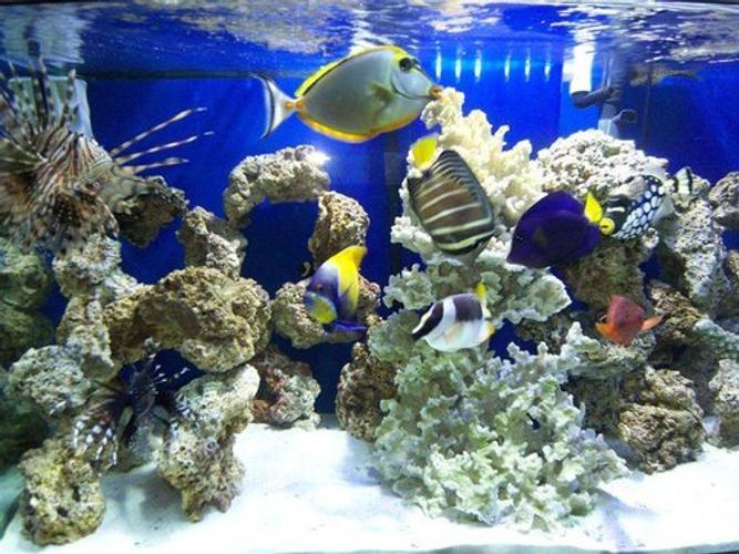 Saltwater versus Freshwater Aquariums Saltwater versus Freshwater Aquariums