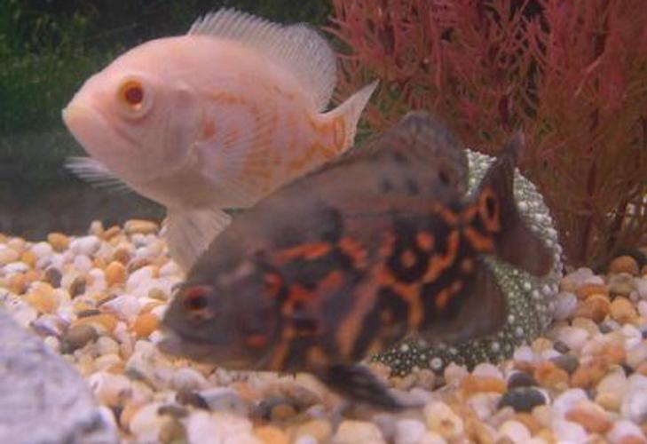 Cichlids - Understanding the Different Types Cichlids - Understanding the Different Types