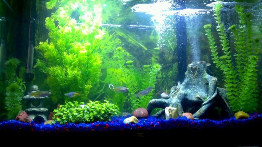 Handy Aquarium Accessories and Devices Handy Aquarium Accessories and Devices
