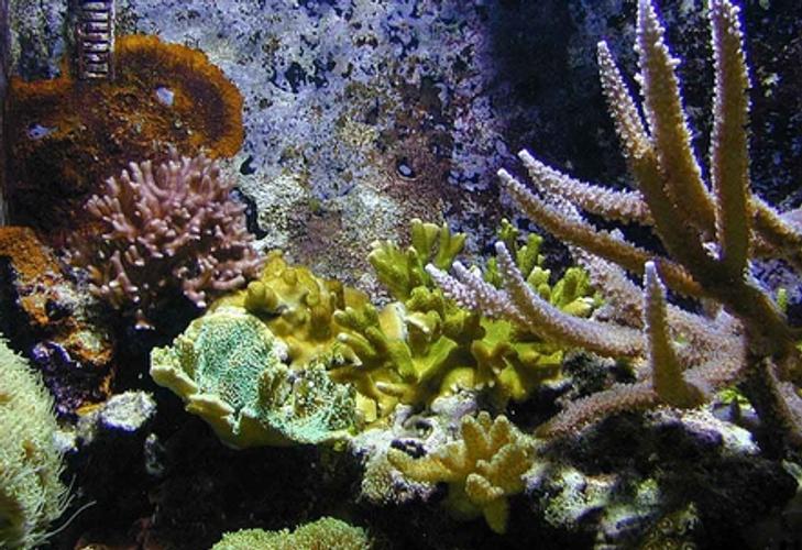 Feeding Corals - Keeping Your Saltwater Invertebrates Healthy