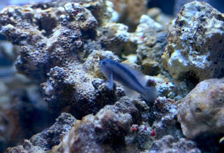 Sea Cucumbers for Reef Tanks Sea Cucumbers for Reef Tanks