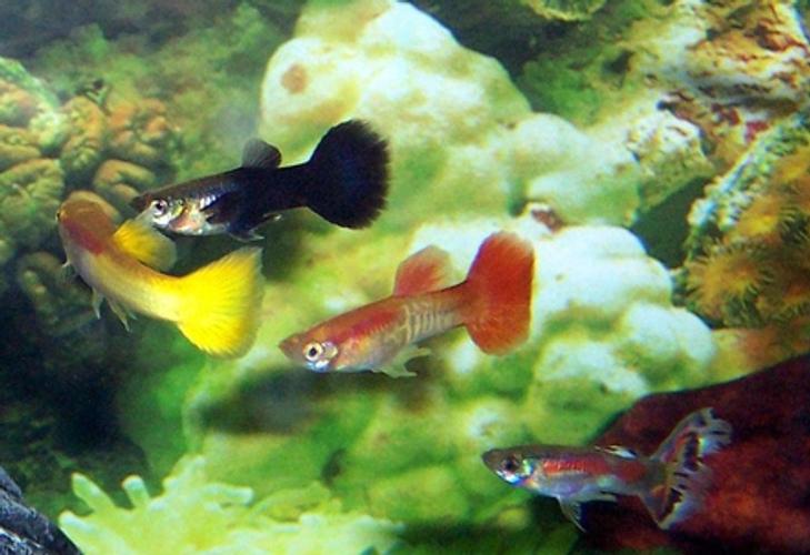 The Science Behind Behavior: Fish Jumping Out of Tanks The Science Behind Behavior: Fish Jumping Out of Tanks