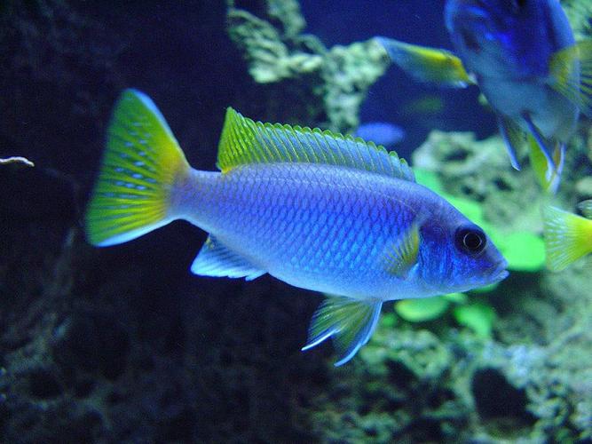 North American Aquariums Go Green North American Aquariums Go Green