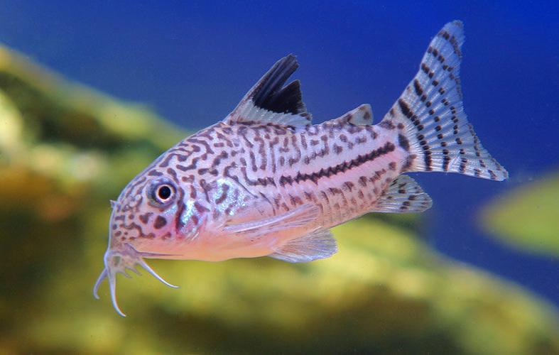 Species Spotlight: New Corydoras Catfish Discovered Species Spotlight: New Corydoras Catfish Discovered