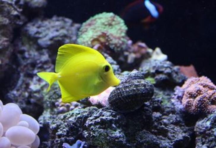 How to Solve Common Saltwater Tank Problems How to Solve Common Saltwater Tank Problems