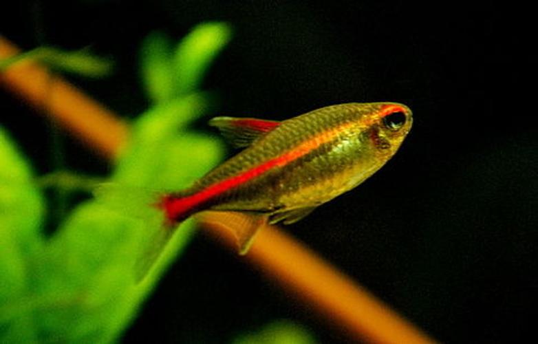 What Are Good Freshwater Fish For Beginners What Are Good Freshwater Fish For Beginners
