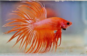 Common Myths About Bettas