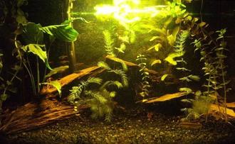 Freshwater Plant Article Database