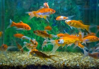 How to Raise Cichlid Fry to Maturity