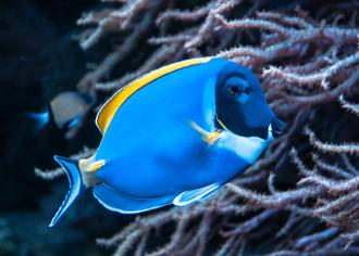 How to Deal with Marine Fungus in the Saltwater Aquarium
