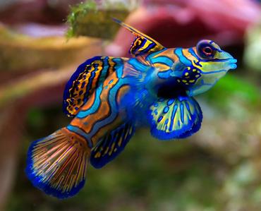 Keeping and Breeding Mandarinfish