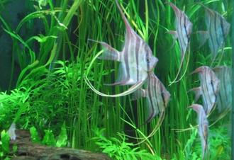 Compatible Tank Mates for Freshwater Angels