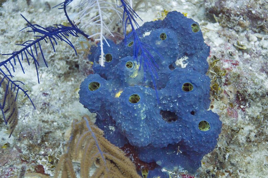 How to Care for Marine Blue Sponges