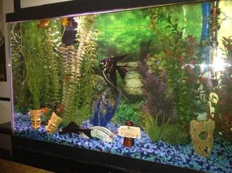 Selecting a Background for your Freshwater Tank