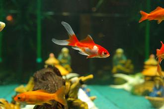 Summer Precautions for Freshwater Tanks - Keeping Your Tank from Overheating