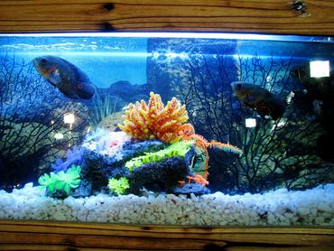 Photo #1 - My 90 Gallon Reef! - In The Tank: 3 Yellow Tangs