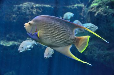 What You Need to Know About pH in Marine Aquariums