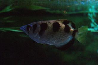 Species Spotlight: Archerfish