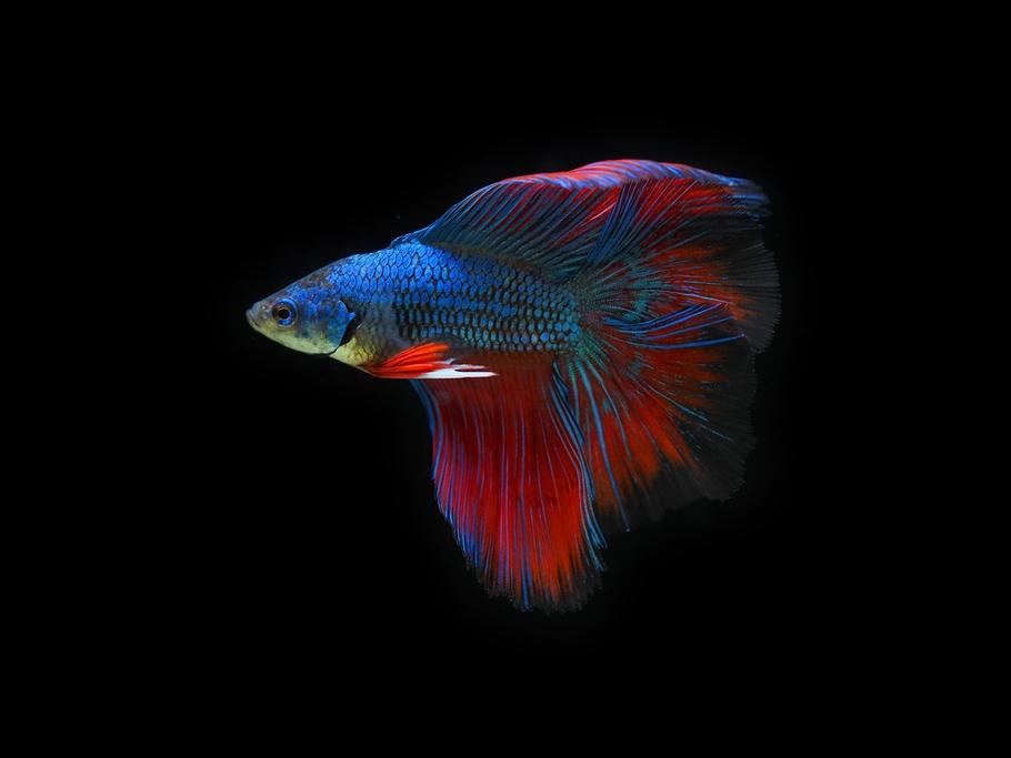Betta Fish in a Planted Tank: Setup, Care & Mistakes to Avoid