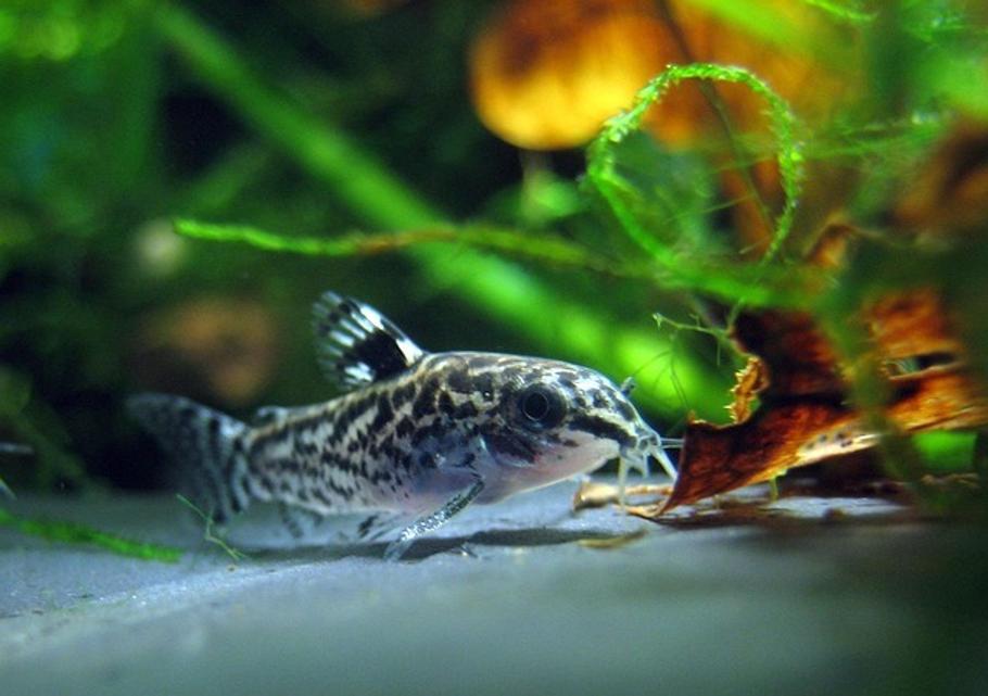 Best Fish for a 10-Gallon Tank with Plants: Top Choices for a Thriving Nano Aquarium Best Fish for a 10-Gallon Tank with Plants: Top Choices for a Thriving Nano Aquarium