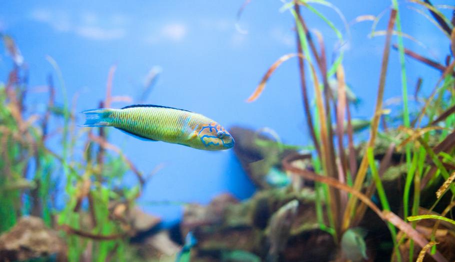 Aquarium Water Changes: How Often and How Much? Aquarium Water Changes: How Often and How Much?