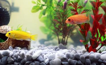 Live Plant Basics for Freshwater Community Aquariums
