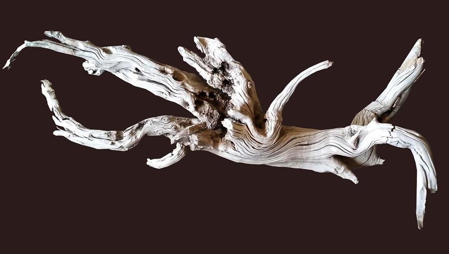 Driftwood in Aquariums: Benefits, Types, and How to Prepare It Safely Driftwood in Aquariums: Benefits, Types, and How to Prepare It Safely