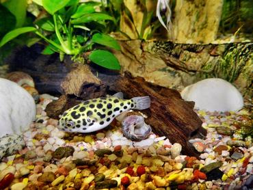 Pea Puffer Care and Compatibility: Stocking Plans That Actually Work