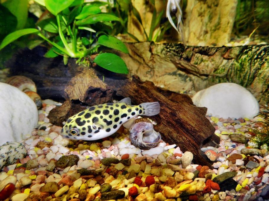 Pea Puffer Care and Compatibility: Stocking Plans That Actually Work