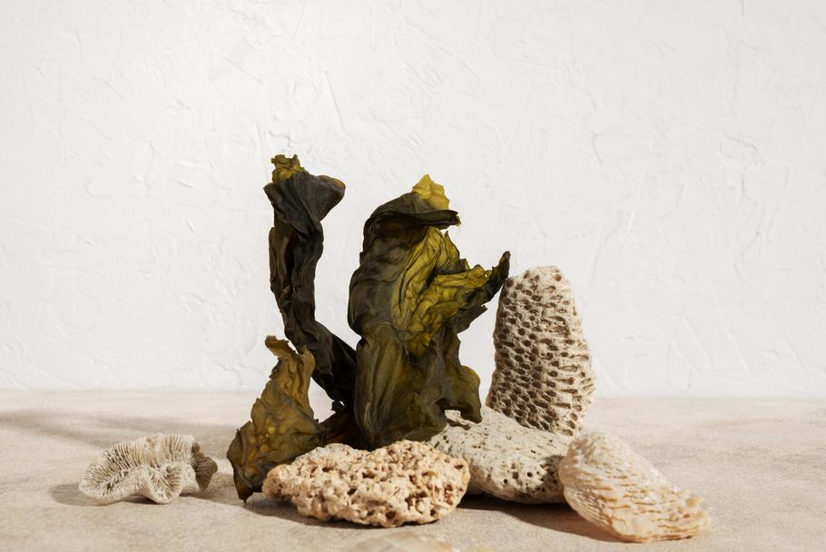 Aquarium Hardscape Guide: Dragon Stone, Seiryu, Spider Wood & More.