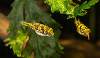 Top 10 Nano Predators (and How to Keep Them Peacefully)