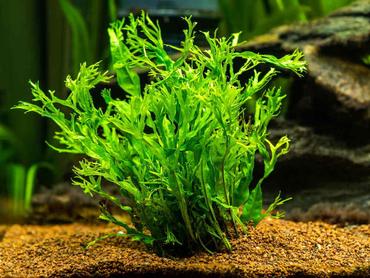 12 Aquarium Plants That Don’t Need Substrate (Perfect for Beginners)