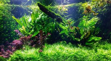 Low-Light Aquarium Plants for Beginners