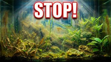 Beginner Aquarium Mistakes That Kill Fish in the First 30 Days