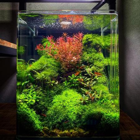 Father Fish–Style Natural Aquariums: What Beginners Should Know