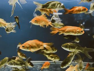 The Therapeutic Tank: How Fishkeeping Helps Manage ADHD, Anxiety, and Sensory Processing Disorders