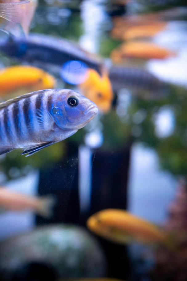 Computer Vision for Fish Health Computer Vision for Fish Health