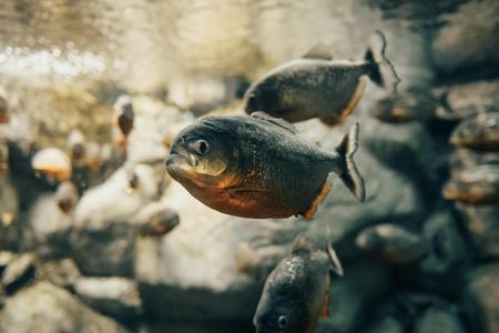 The Hidden World of Micro-Predators