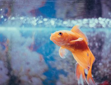 Coldwater Gems Beyond Goldfish
