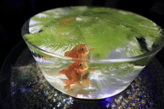 An Overview of Fish Bowls