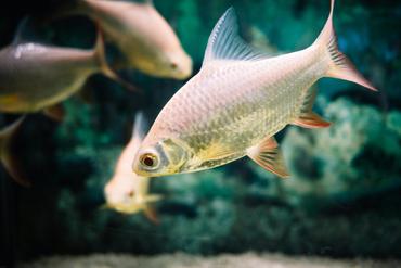 Decoding Fish Body Language