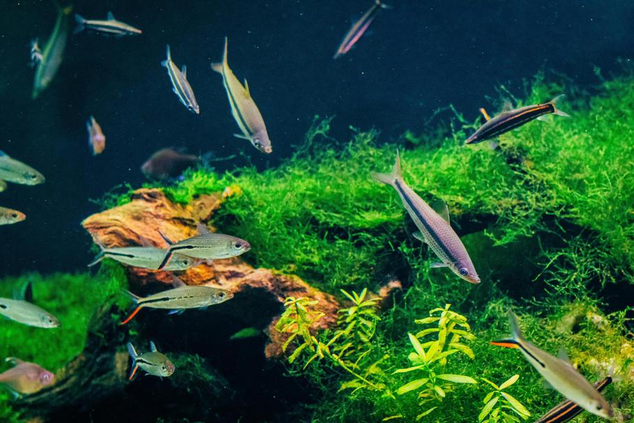 Hardcore Aquascaping & Geology Hardcore Aquascaping & Geology