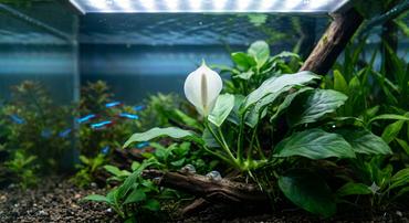 Aquarium Plants That Flower Underwater