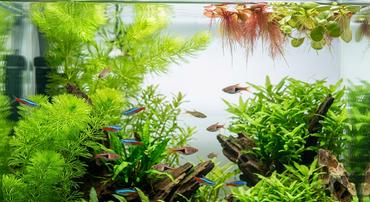 Do Aquarium Plants Remove Nitrates? (With Test Results)